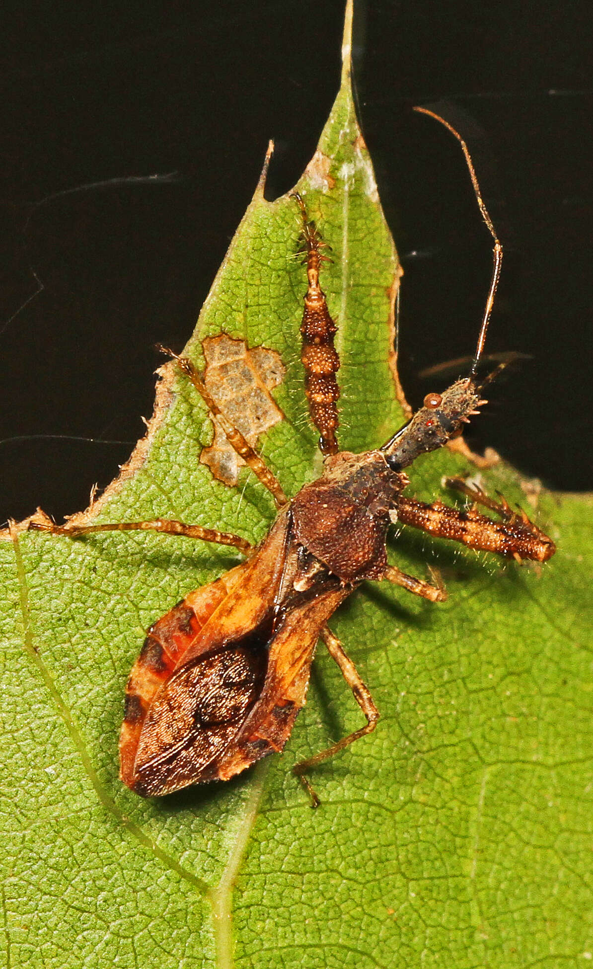 Image of Spined Assassin Bug