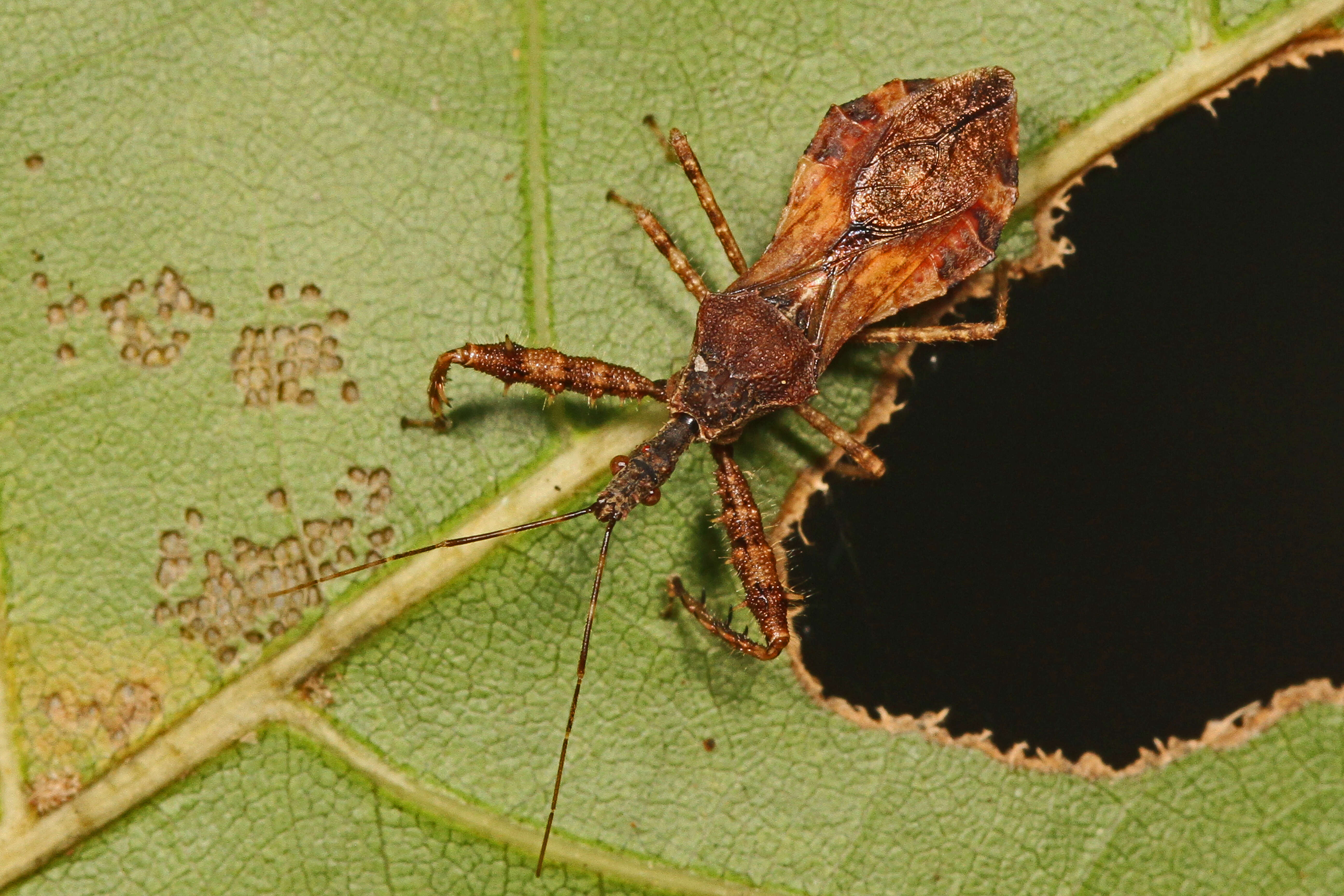 Image of Spined Assassin Bug