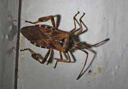 Image of Pine Seed Bug