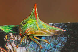 Image of Thorn Treehopper