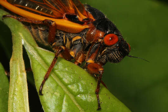 Image of Decim Periodical Cicada