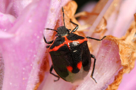 Image of Twice-stabbed Stink Bug