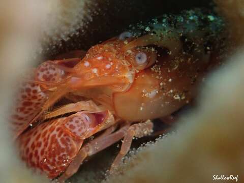 Image of coral snapping shrimp