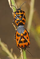 Image of Harlequin Bug