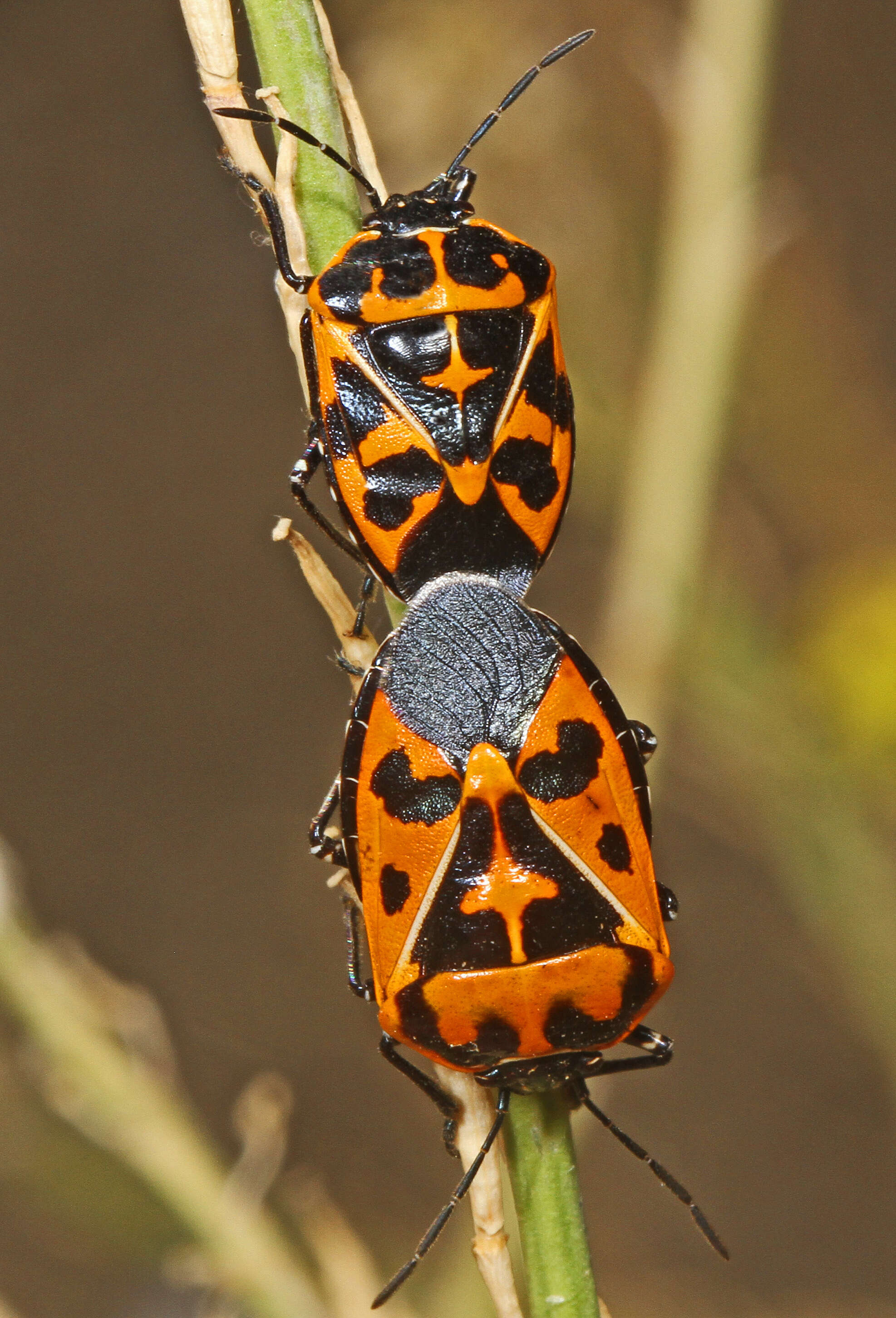 Image of Harlequin Bug