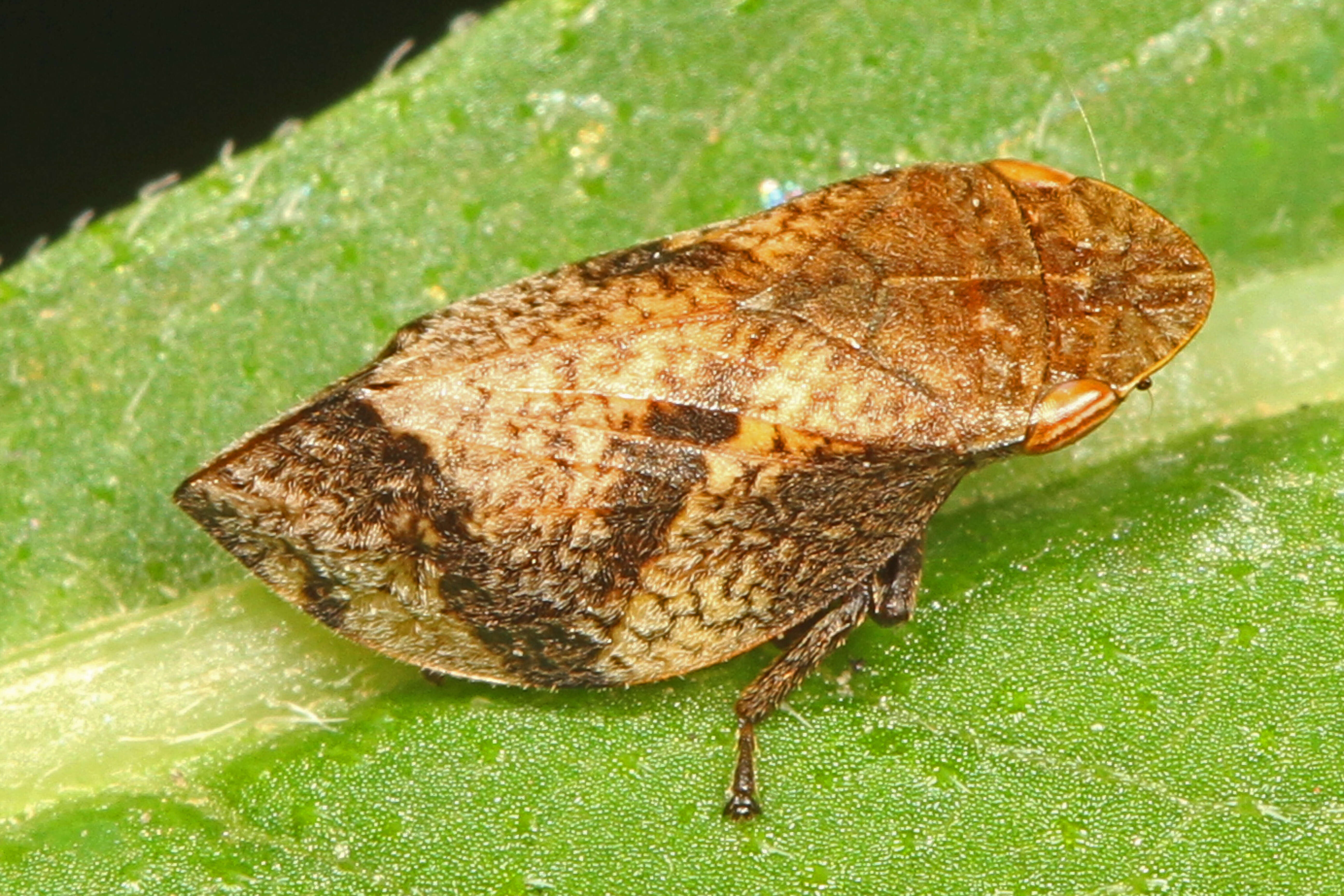 Image of Diamondback Spittlebug