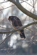 Image of Everglade snail kite