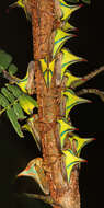 Image of Thorn Treehopper