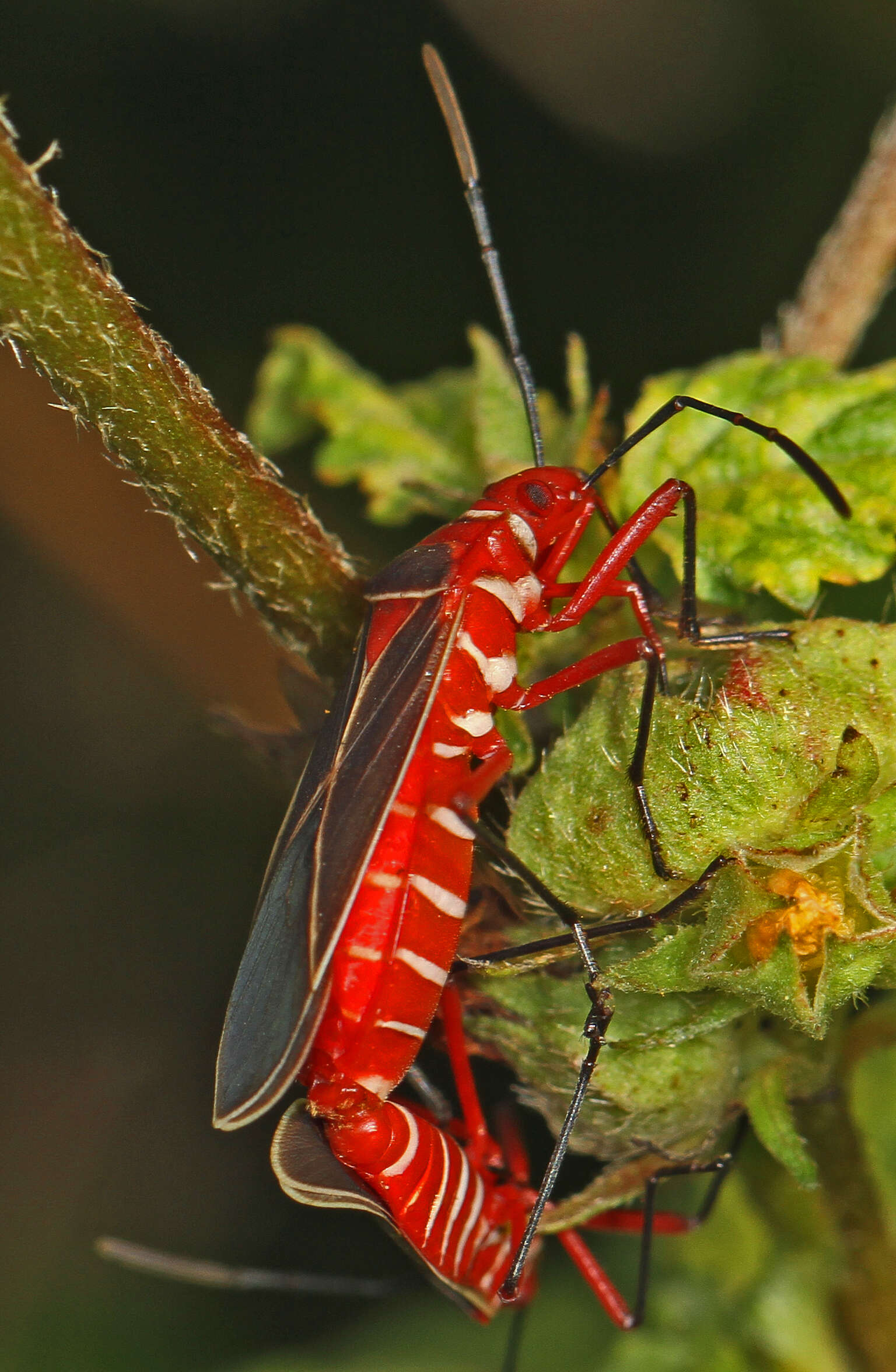 Image of Cotton Stainer