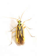 Image of Two-spotted Grass Bug