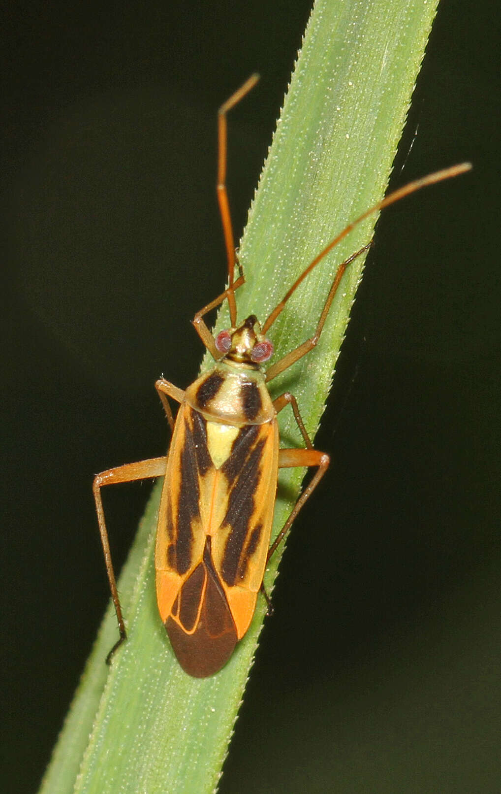 Image of Two-spotted Grass Bug