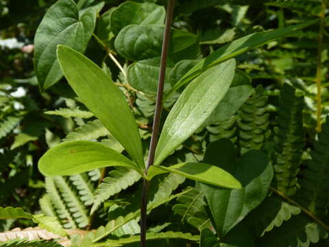 Image of Sandhills Lily