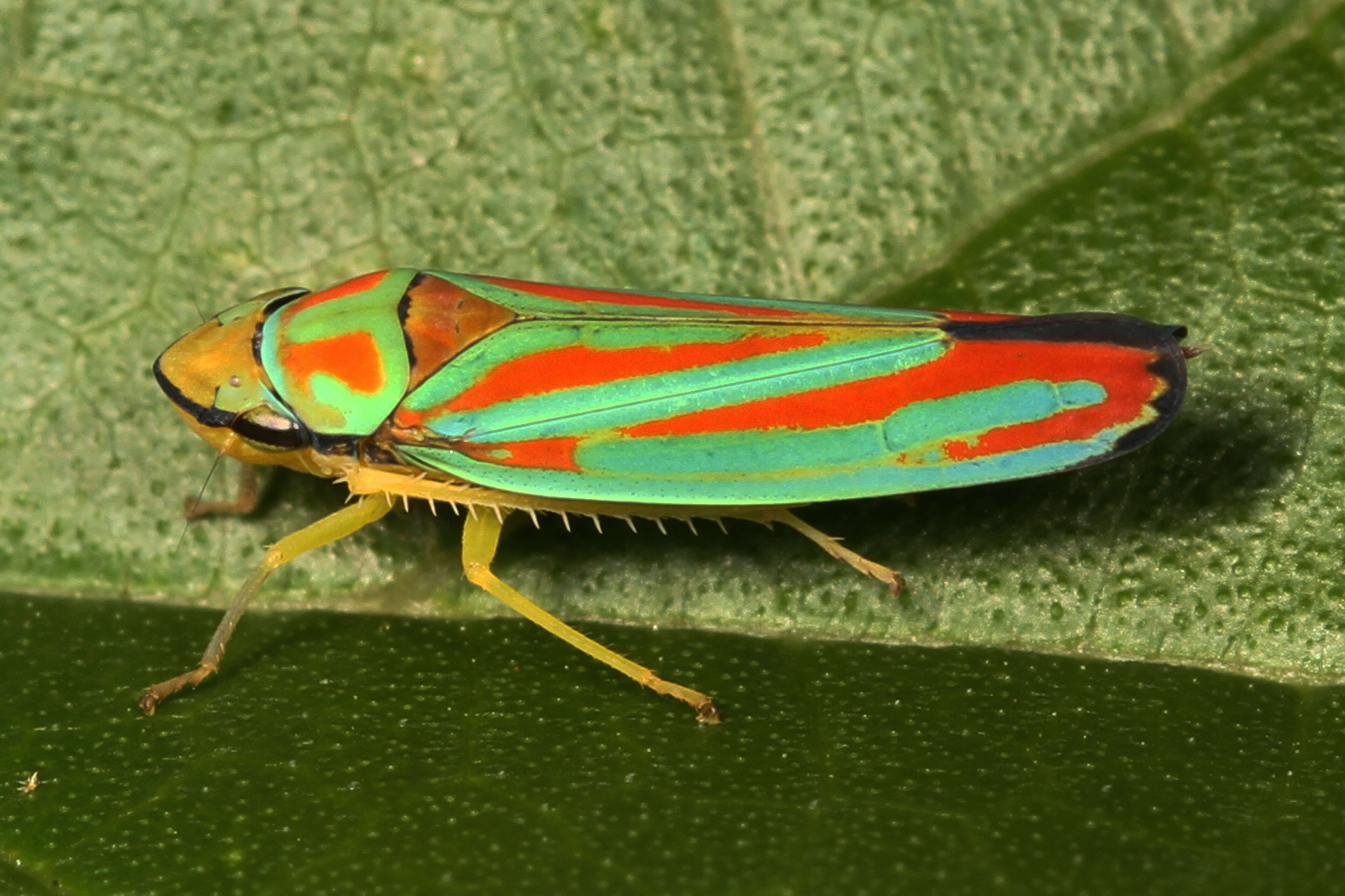 Graphocephala coccinea (Forster & J. R. 1771)的圖片