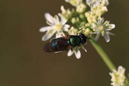 Image of Soldier fly