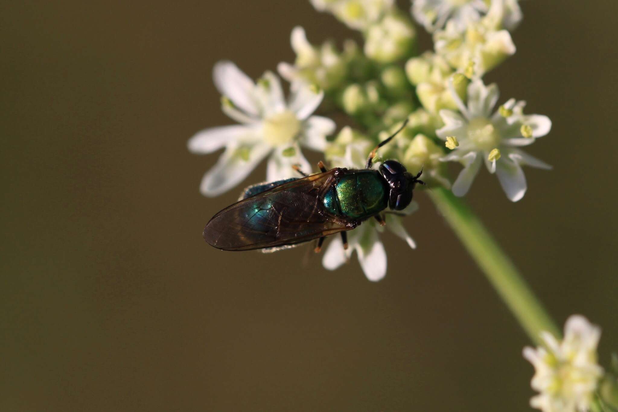 Imagem de Chloromyia formosa (Scopoli 1763)