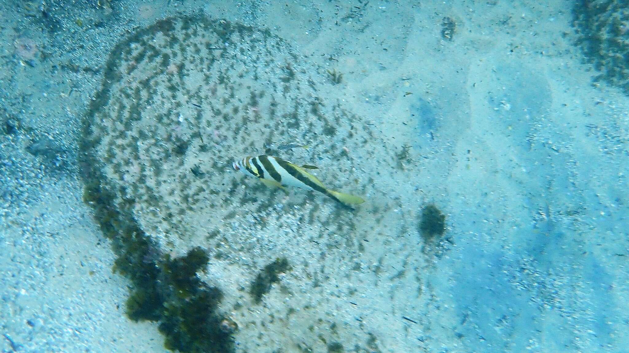 Image of Crested morwong