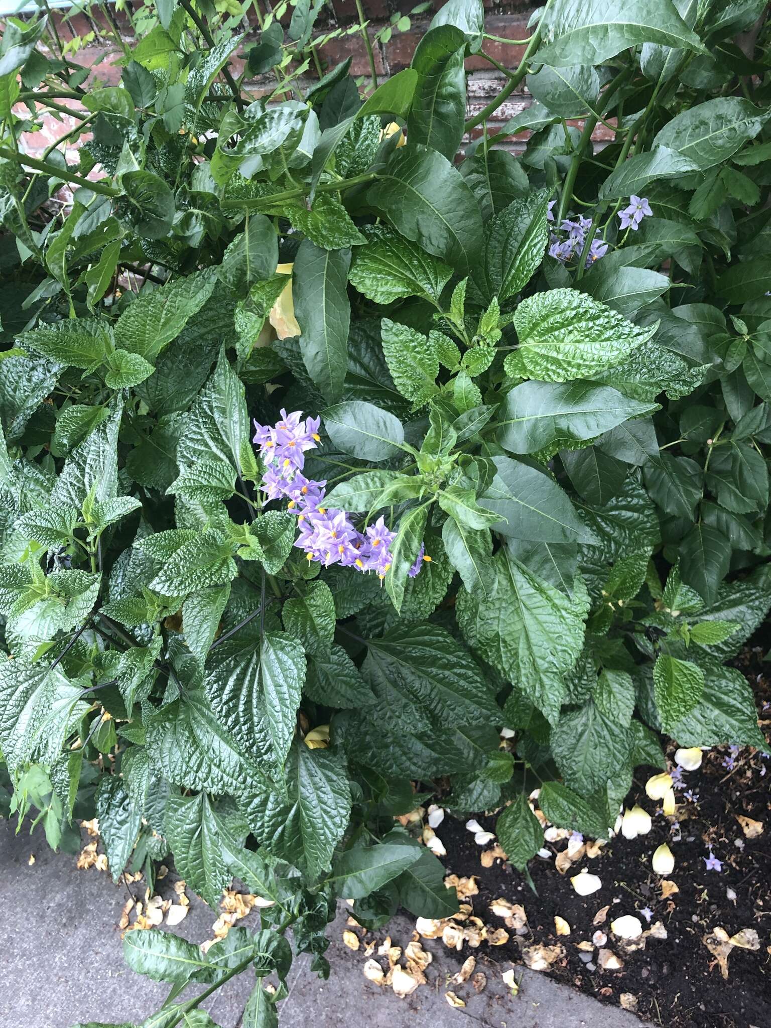 Image of Chilean Nightshade Chilean