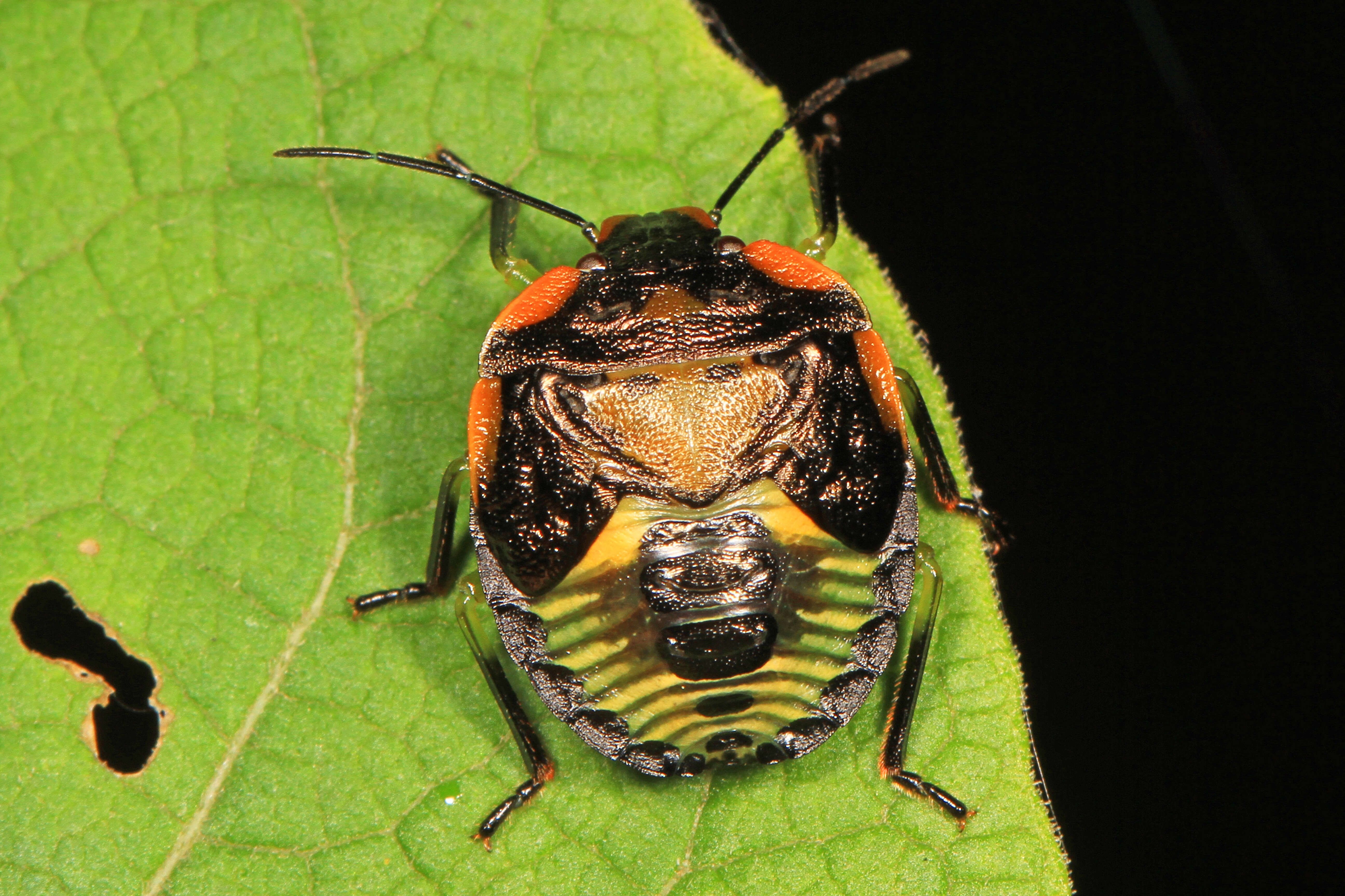 Image of Green stink bug