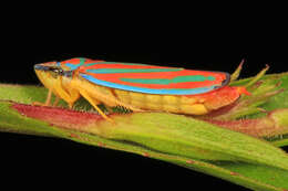 Graphocephala coccinea (Forster & J. R. 1771)的圖片