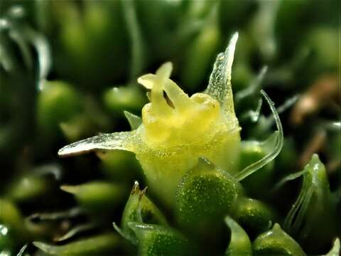 Image of Azorella selago Hook. fil.