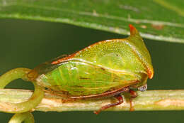 Image of Buffalo Treehoppers