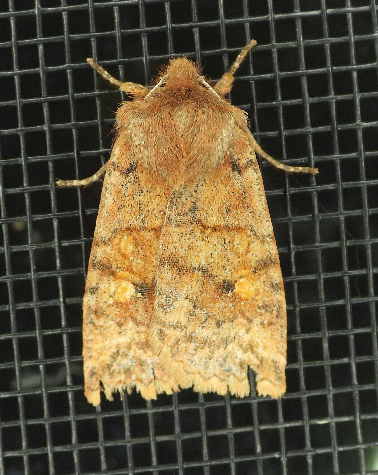 Image of Three-Spotted Sallow