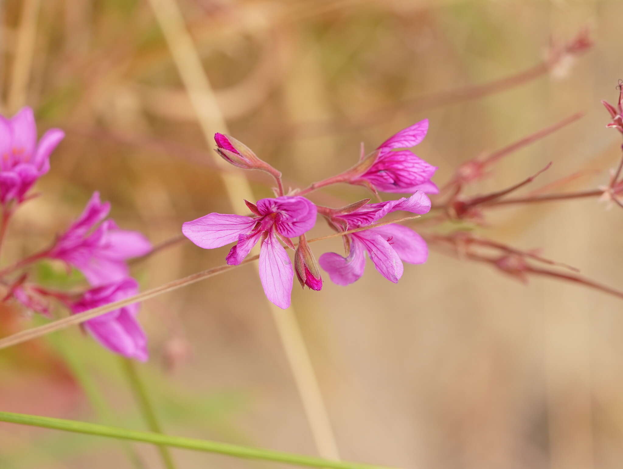 Image of Pelargonium rodneyanum Lindl.