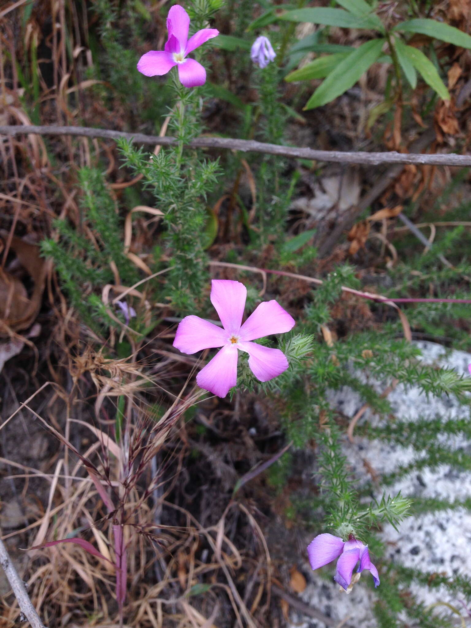 Image of Linanthus californicus (Hook. & Arn.) J. M. Porter & L. A. Johnson