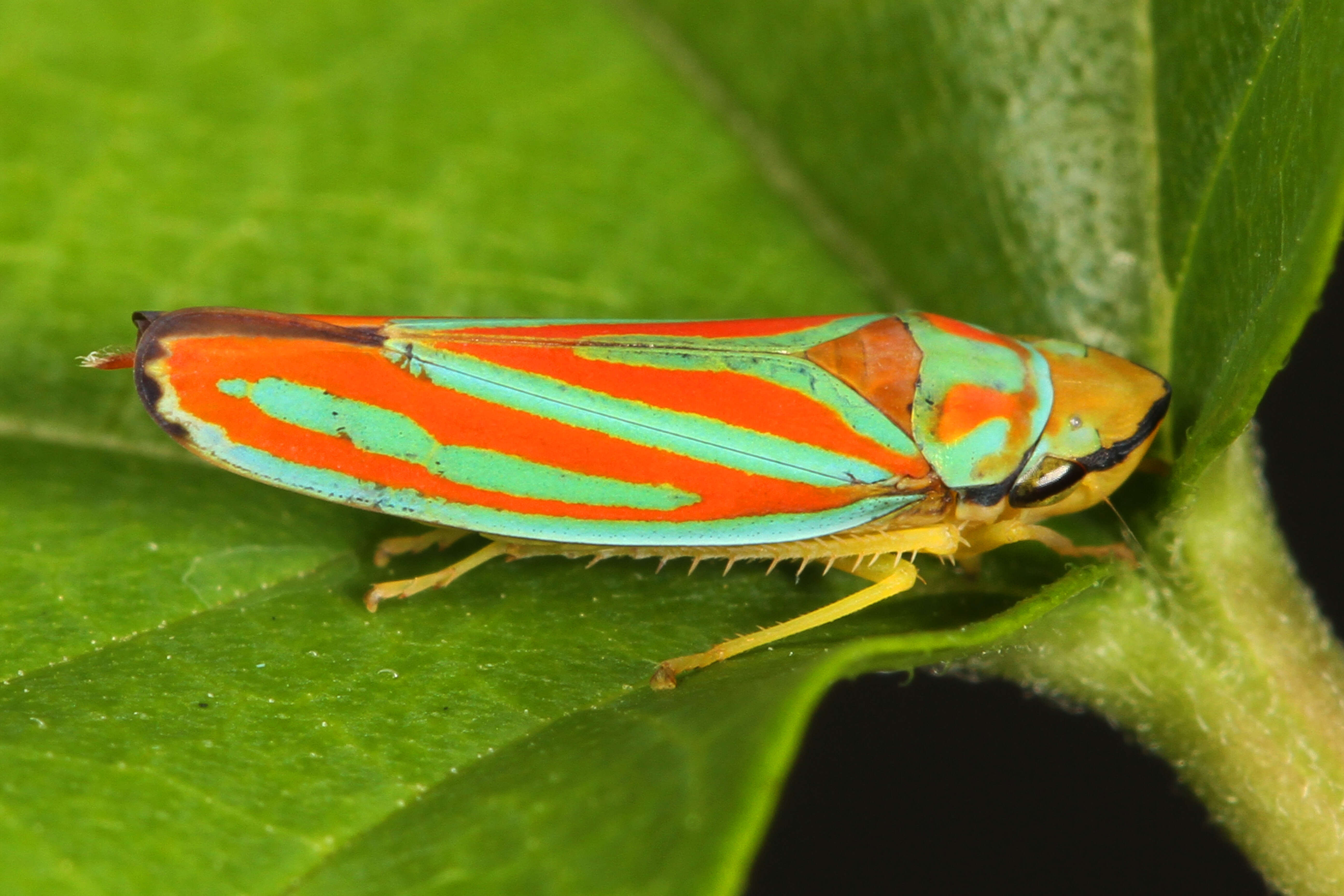 Graphocephala coccinea (Forster & J. R. 1771)的圖片