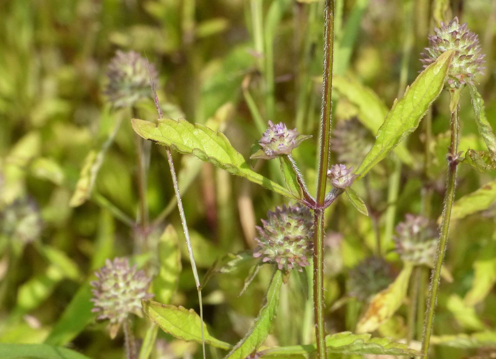 Sivun Platostoma hispidum (L.) A. J. Paton kuva