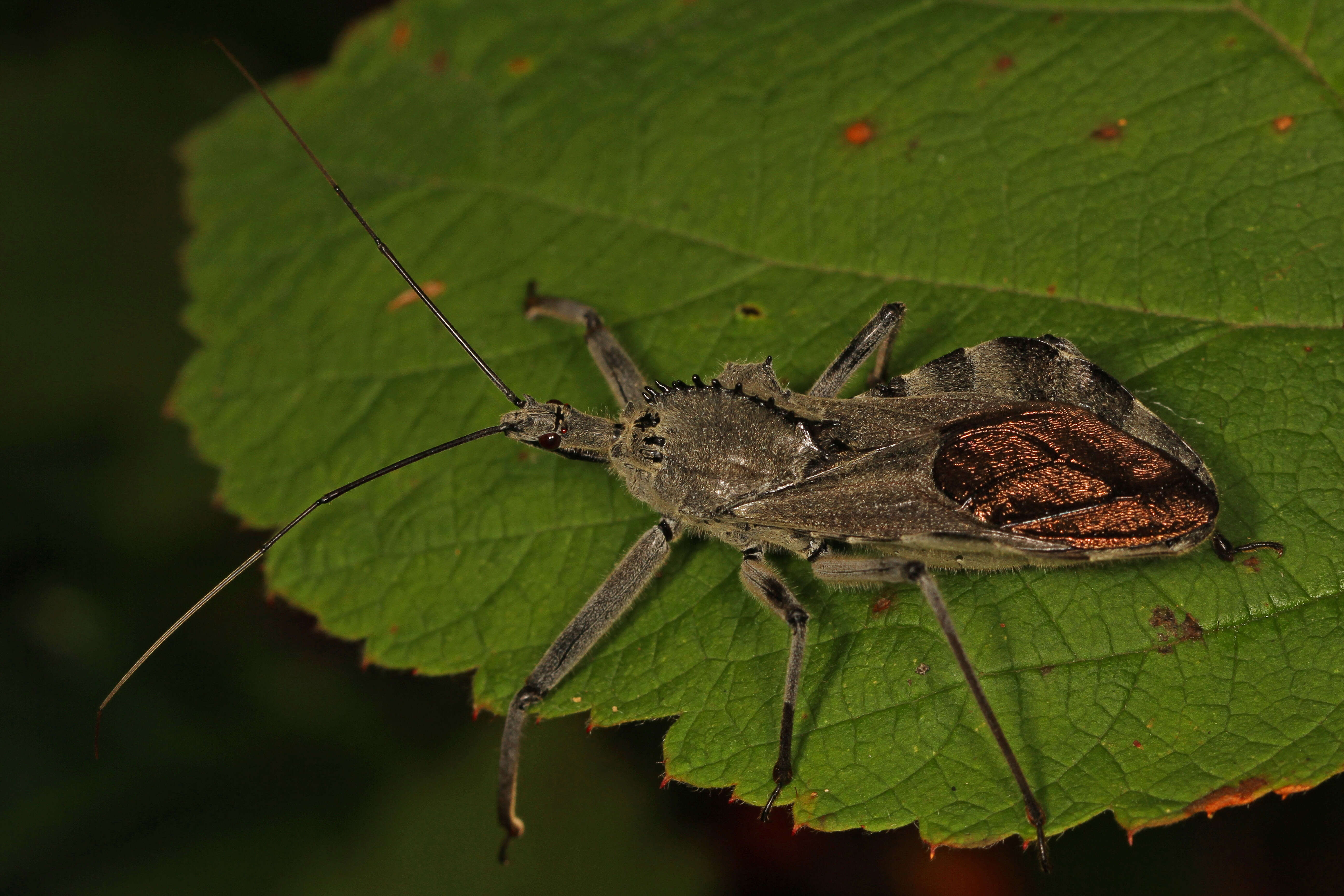 Plancia ëd Arilus cristatus (Linnaeus 1763)