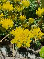 Image of Petrosedum montanum (Song. & Perr.) V. Grulich