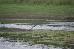 Image of Openbill stork