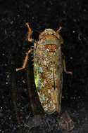 Image of Japanese Leafhopper