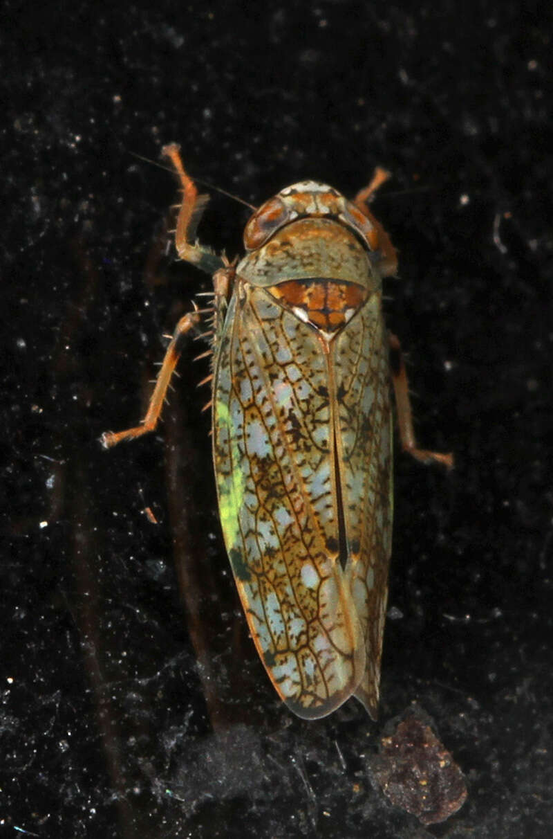 Image of Japanese Leafhopper