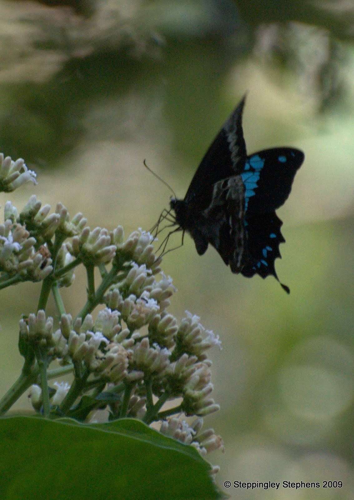 Image de Papilio oribazus Boisduval 1836