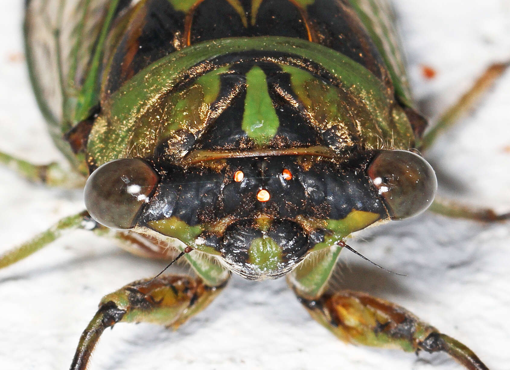 Image of Linne's Annual Cicada