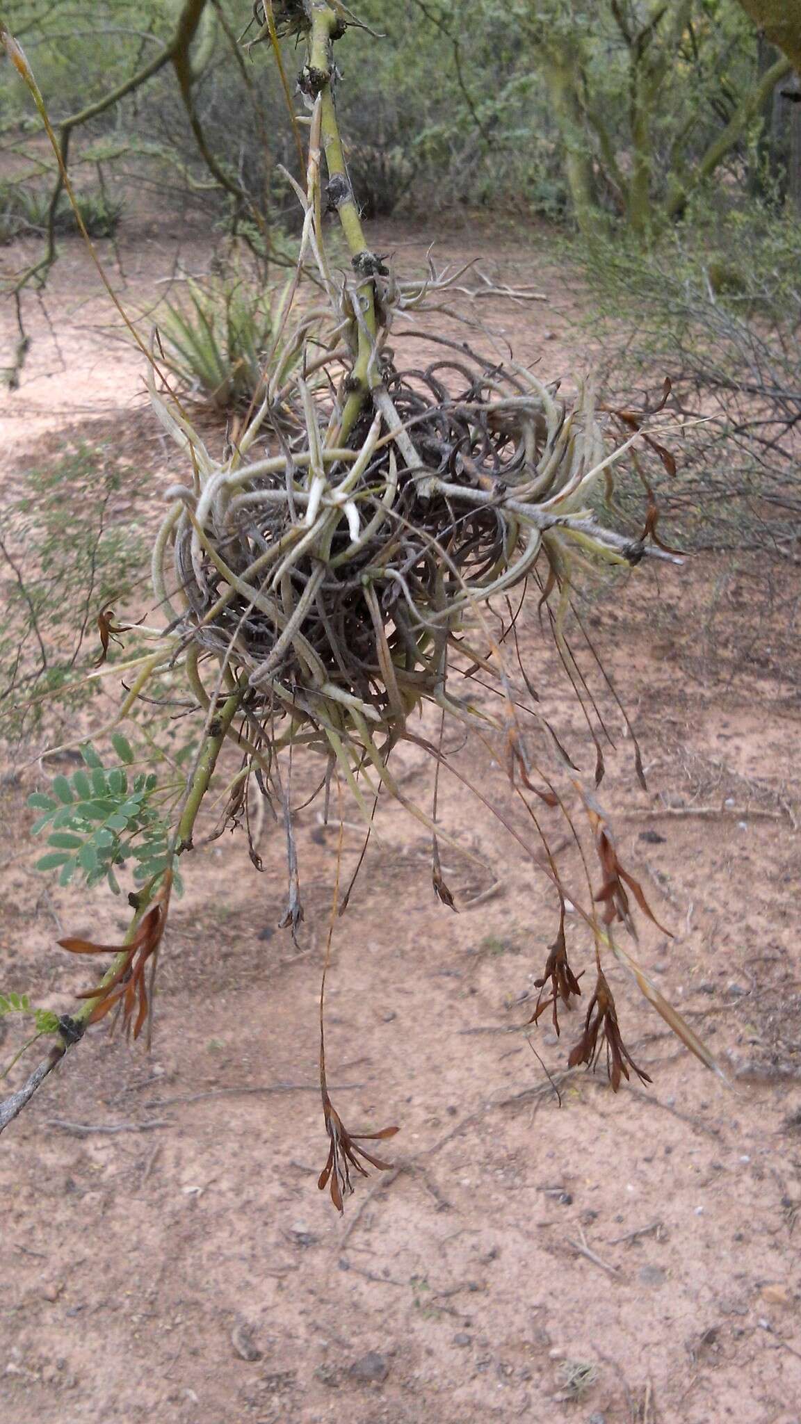 Sivun Tillandsia recurvata (L.) L. kuva