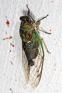 Image of Linne's Annual Cicada