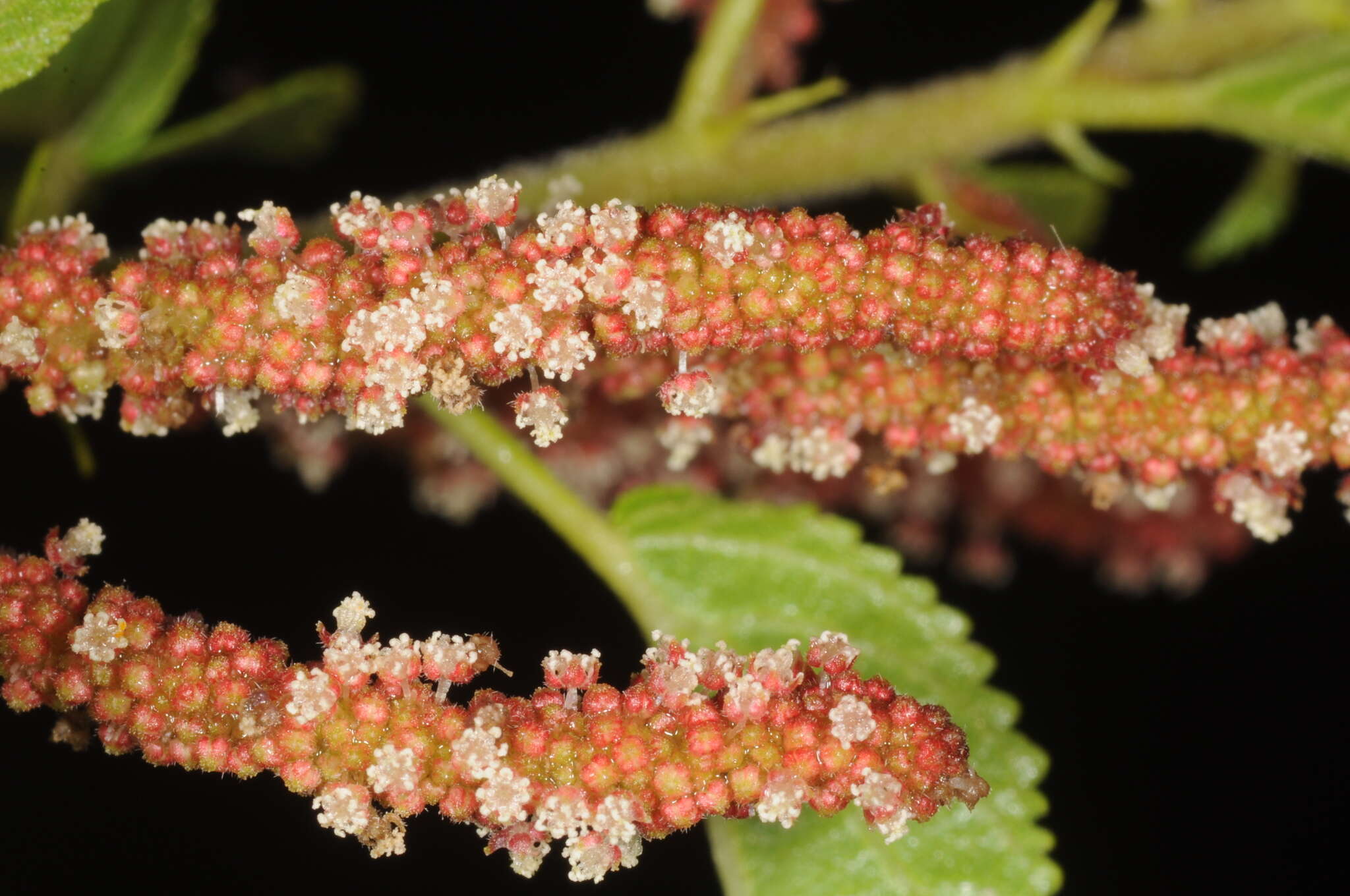 Image of Acalypha communis Müll. Arg.