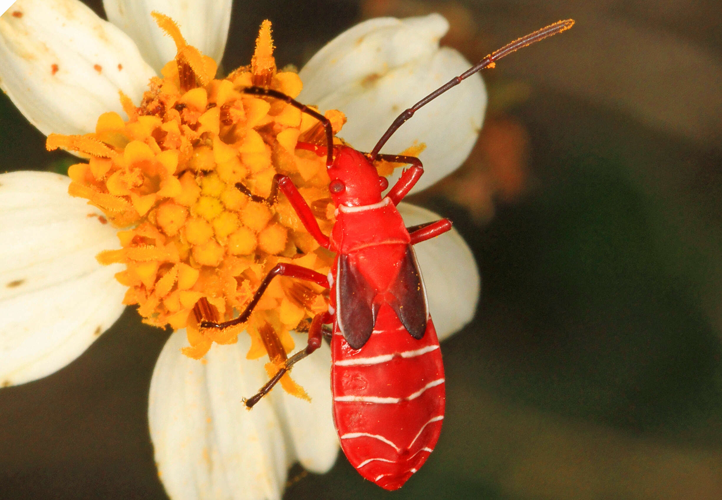 Image of Cotton Stainer