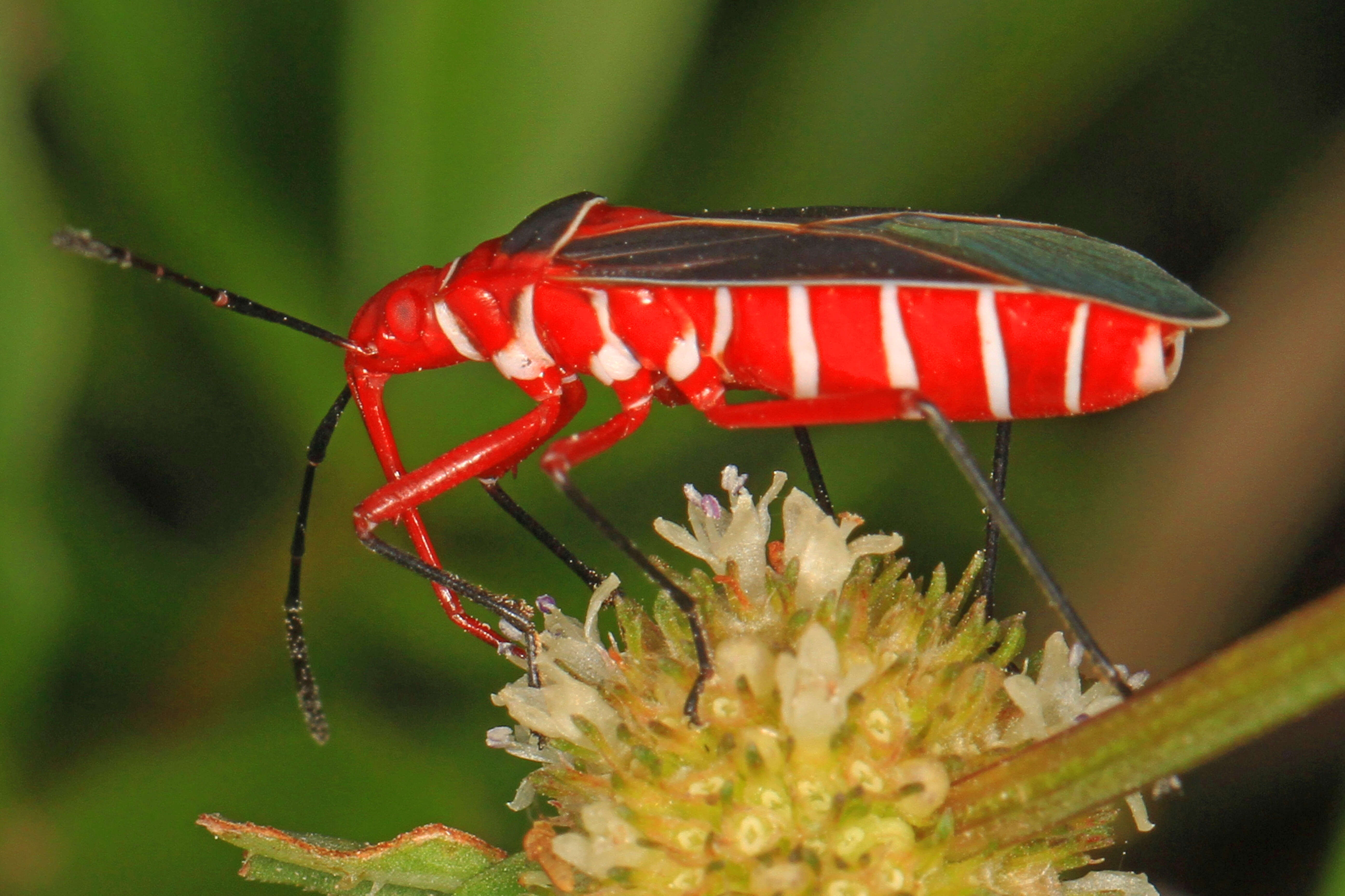 Image of Cotton Stainer