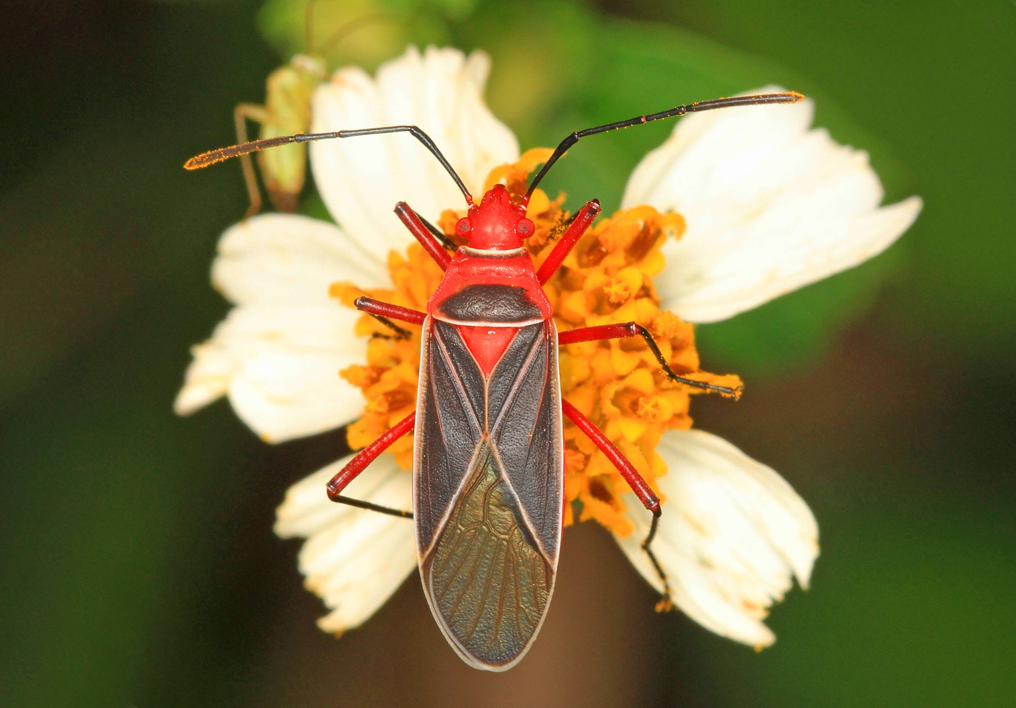 Imagem de Dysdercus (Dysdercus) suturellus (Herrich-Schaeffer 1842)