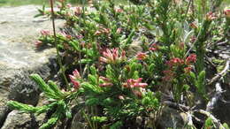 Слика од Erica caffrorum var. caffrorum