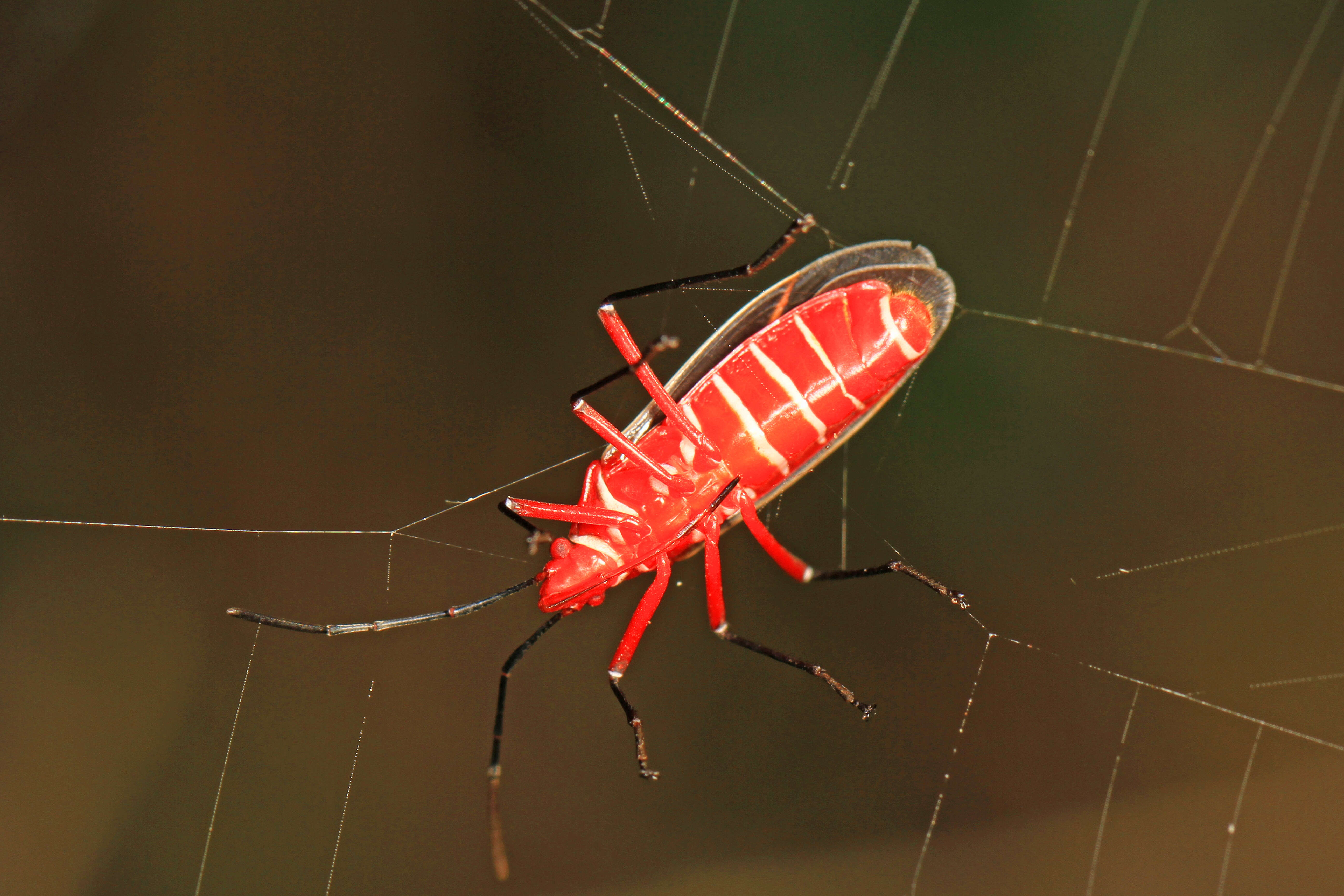 Image of Cotton Stainer