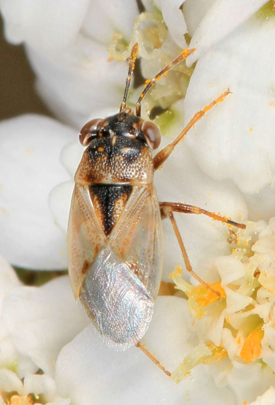 Image of Geocoris