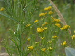 Plancia ëd Euthamia occidentalis Nutt.