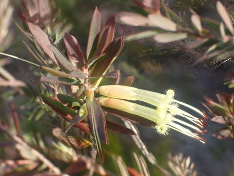 Image of Styphelia viridis subsp. viridis