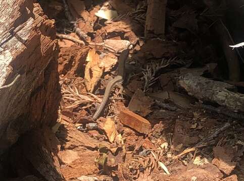 Image of Japanese Grass Lizard