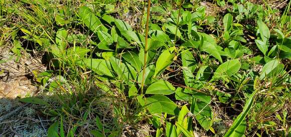 Image of fewleaf sunflower